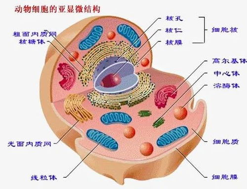 免疫細(xì)胞 從健康基石到未來(lái)保障